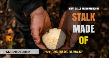 Unveiling the Cellular Structure of Mushroom Stalk Composition