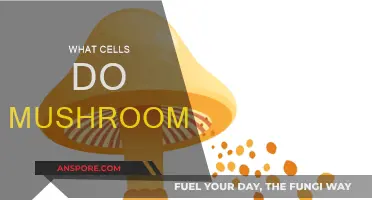 Mushrooms: Complex Cells, Complex Life