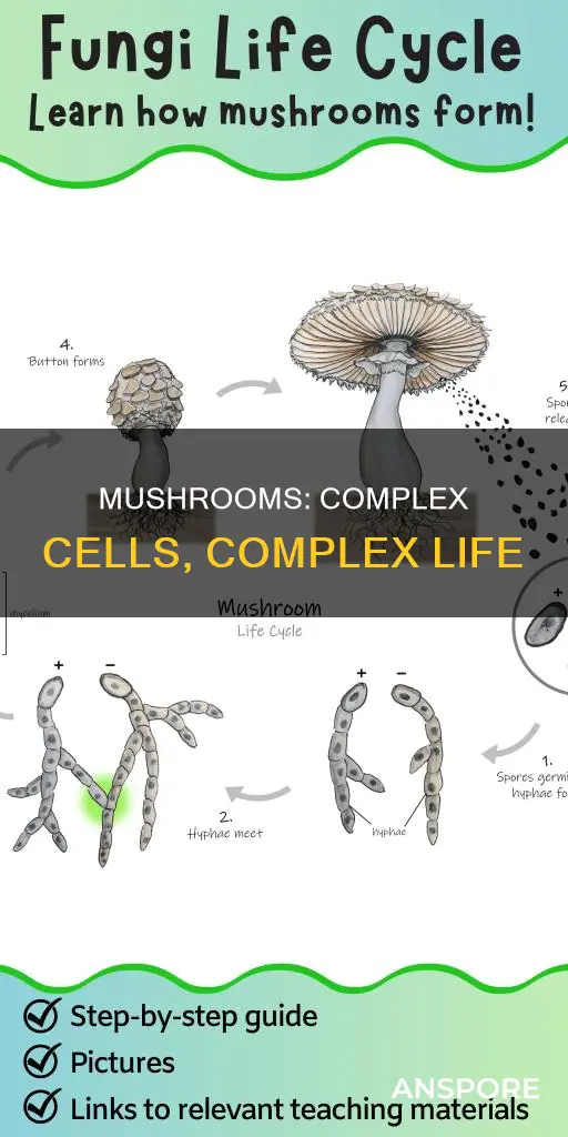 what cells do mushrooms