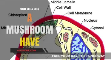 Exploring Mushroom Cell Structure: Types and Functions Revealed