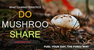 Mushrooms: Common Traits of Fungi