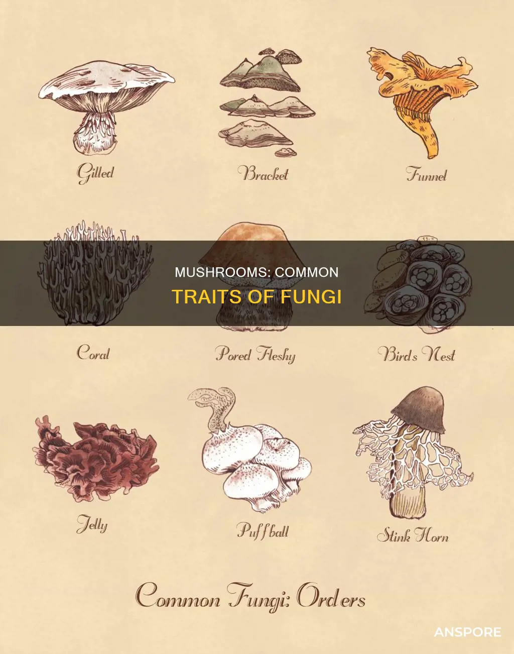 what characterisitics do mushrooms share