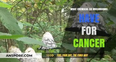 Mushrooms' Cancer-Fighting Chemical: Unlocking Nature's Healing Potential