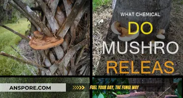 Mushrooms' Magical Chemical Release