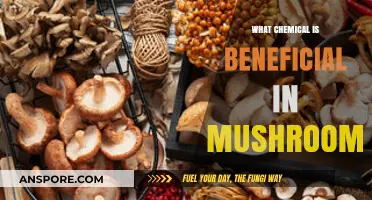 Mushrooms' Hidden Power: Unveiling the Beneficial Chemical Compounds