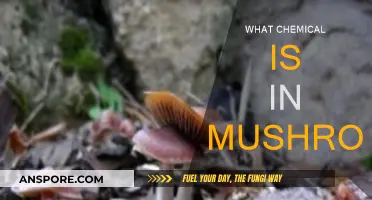 Mushrooms' Magical Chemistry: Unveiling the Secrets