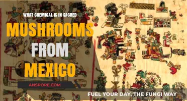 Unveiling the Mystical Compound in Mexico's Sacred Mushrooms
