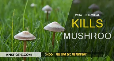 Destroying Mushrooms: Chemicals for Effective Removal