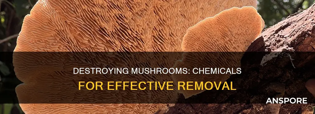 what chemical kills mushrooms