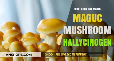 Unveiling Psilocybin: The Chemical Behind Magic Mushrooms' Hallucinogenic Effects
