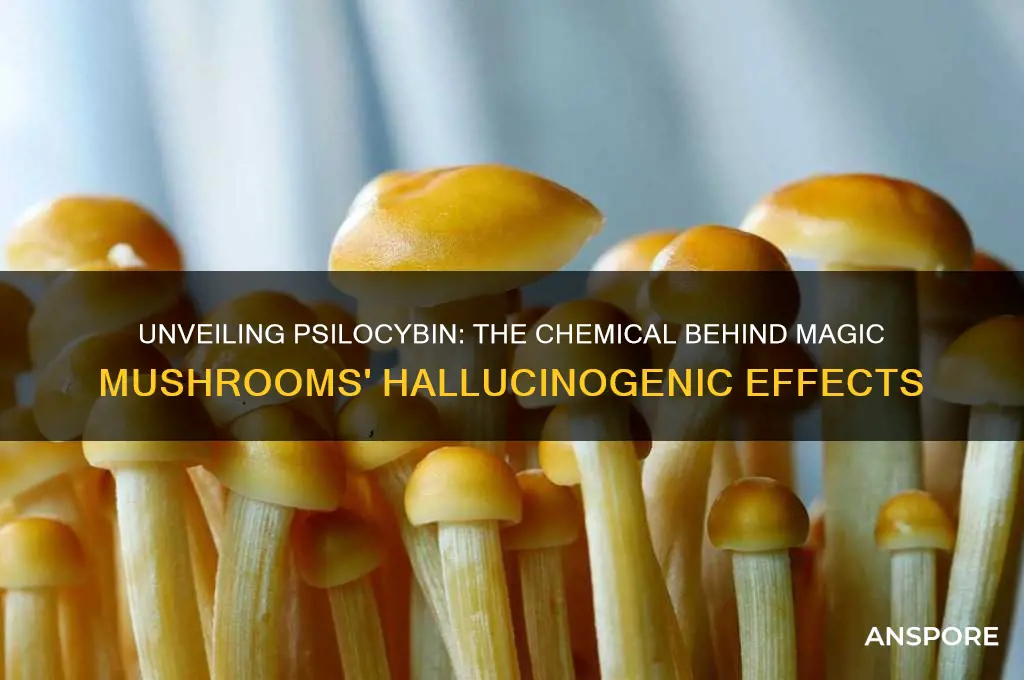 what chemical makes maguc mushrooms hallycinogens