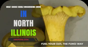 Discovering Edible Mushrooms in Northern Illinois: A Forager's Guide