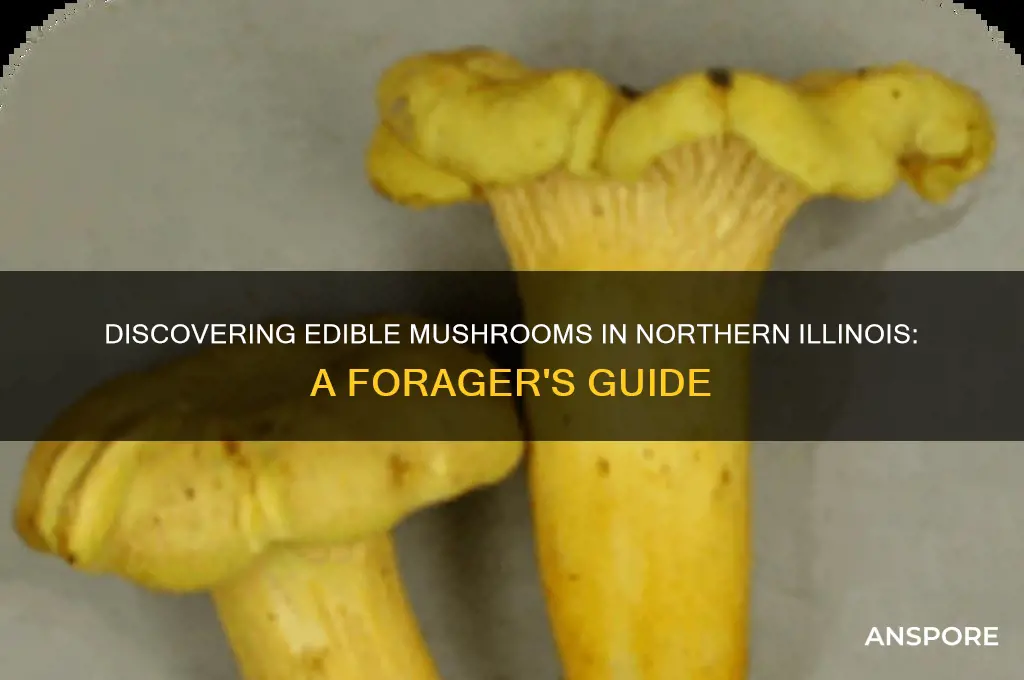 what choice edible mushrooms grow in north illinois