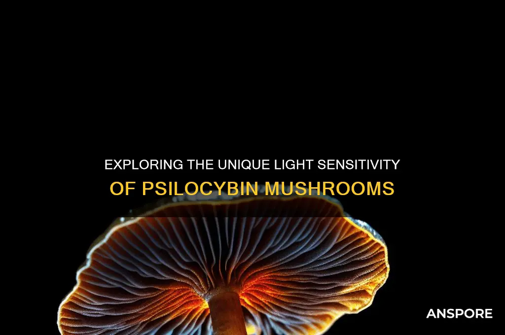 what cind of lite do psybin mushroom