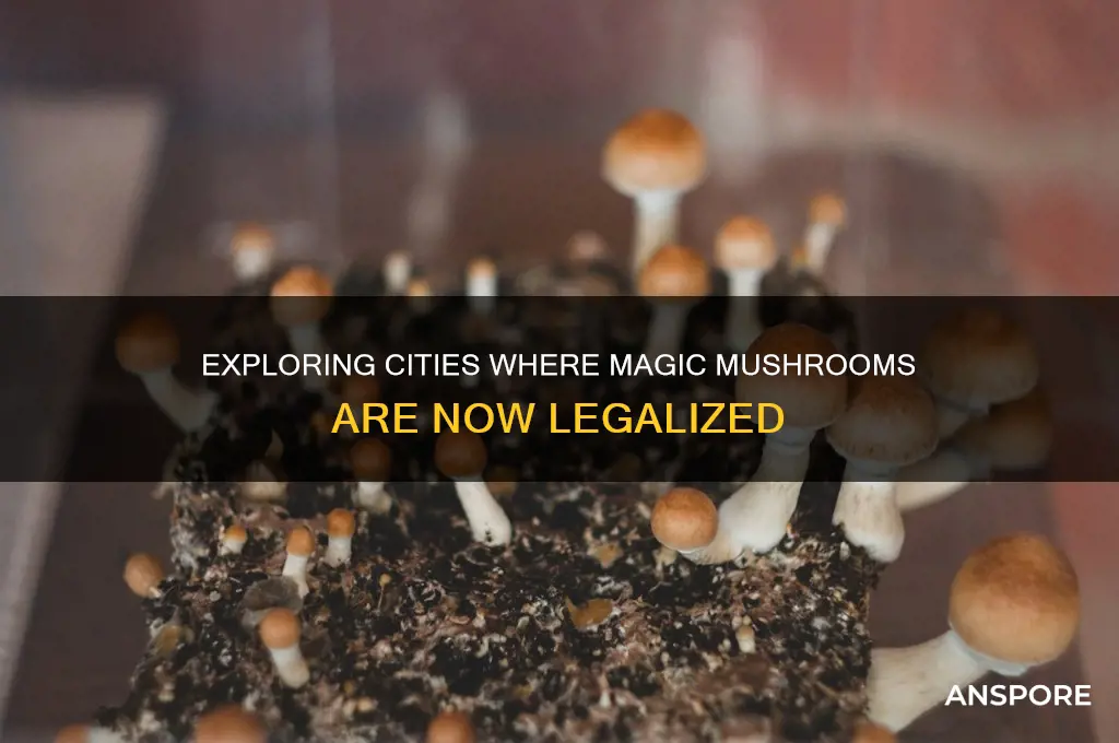 what cities legalize mushrooms