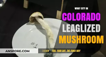 Denver's Bold Move: Legalizing Psilocybin Mushrooms in Colorado