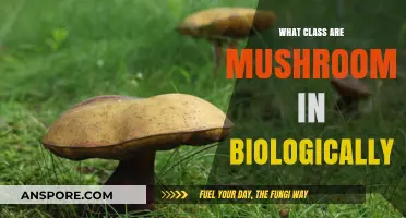 Mushrooms' Biological Classification: Unveiling Their Kingdom and Taxonomic Rank