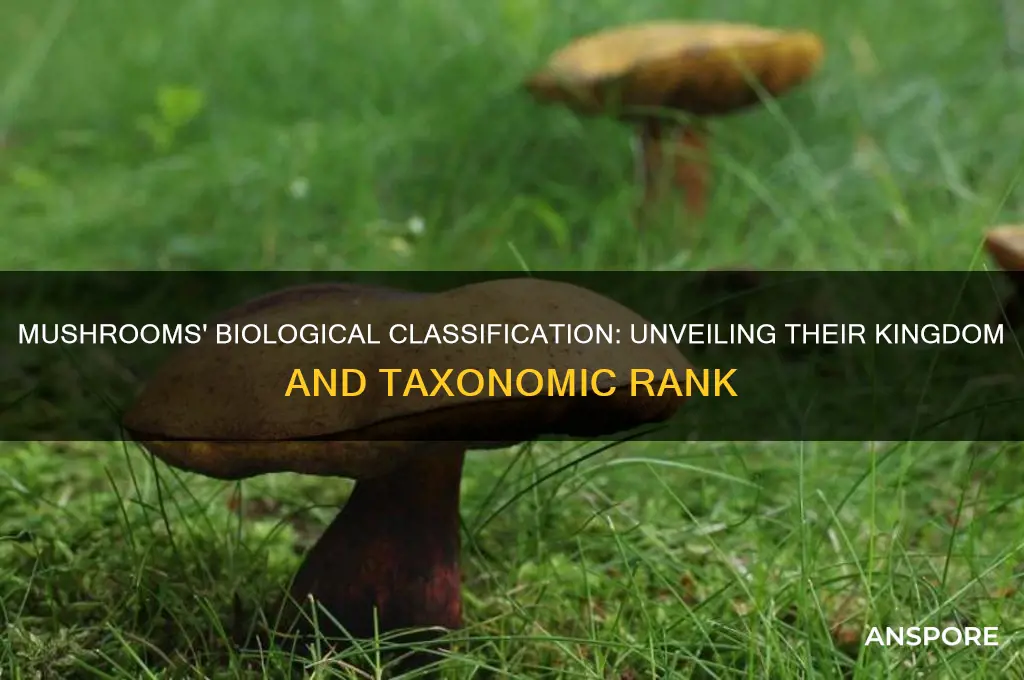 what class are mushrooms in biologically