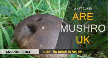 Mushrooms in the UK: Identifying Classes and Types