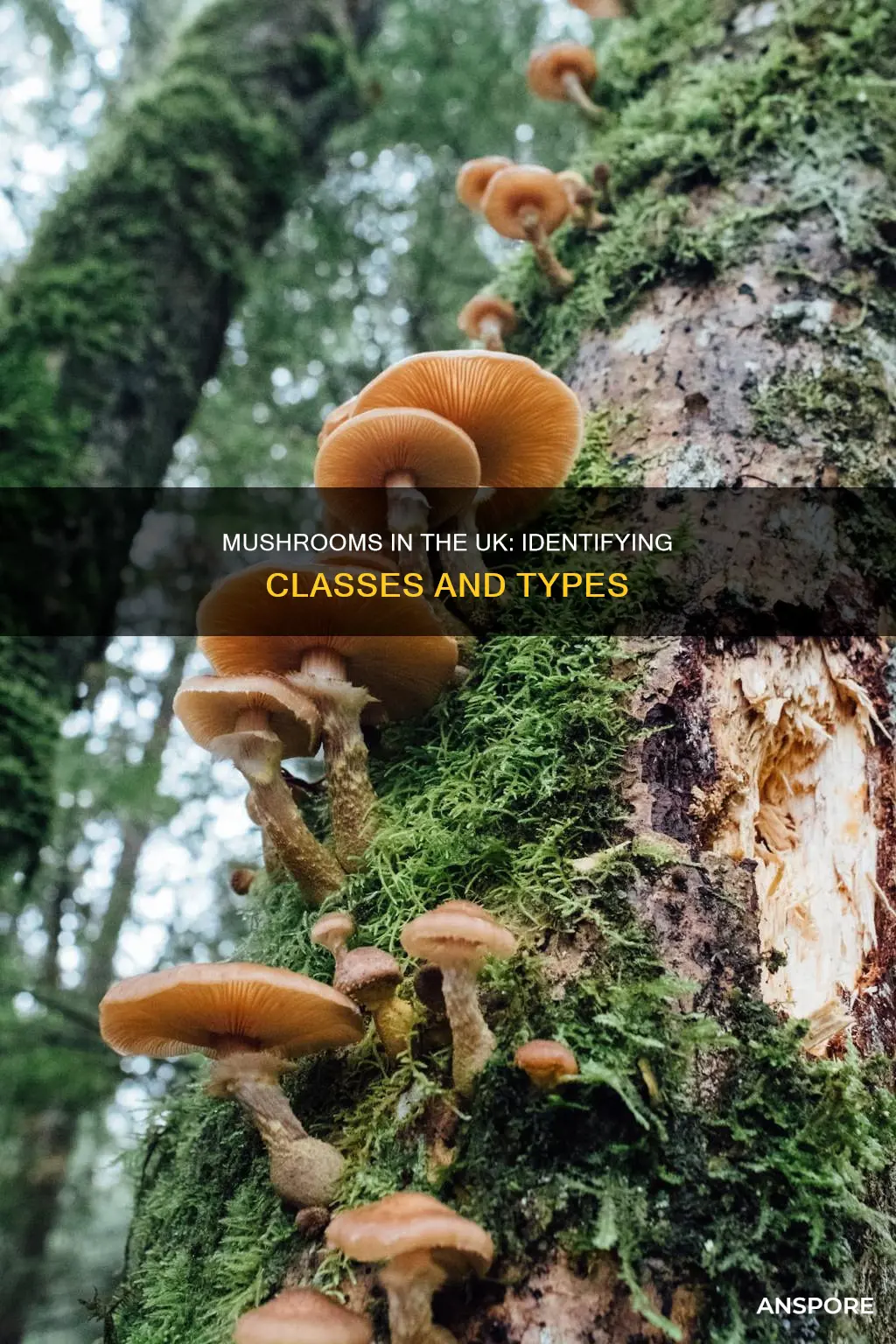 what class are mushrooms uk