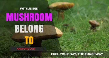 Mushrooms: Unveiling Their Biological Classification and Kingdom Secrets