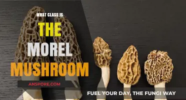 Morel Mushroom Classification: Understanding Its Place in the Fungal Kingdom