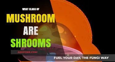 Understanding Shrooms: Exploring the Class of Psychedelic Mushrooms