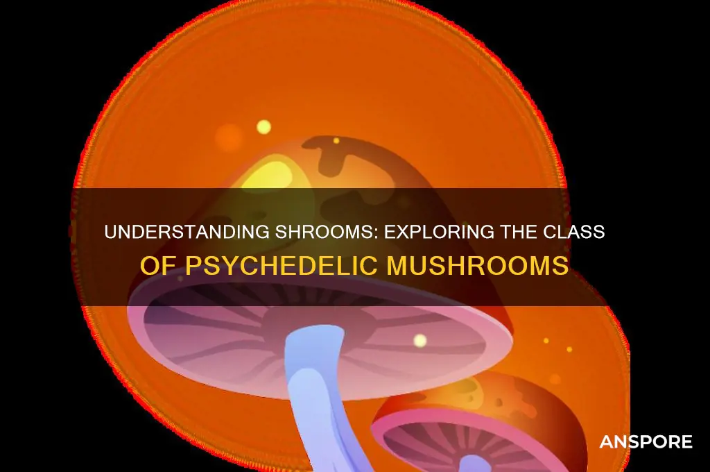 what class of mushroom are shrooms