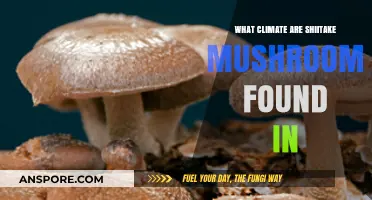 Shiitake Mushrooms' Ideal Climate: Exploring Their Natural Habitat and Growth Conditions