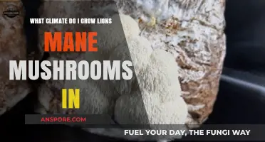 Optimal Climate Conditions for Growing Lion's Mane Mushrooms at Home