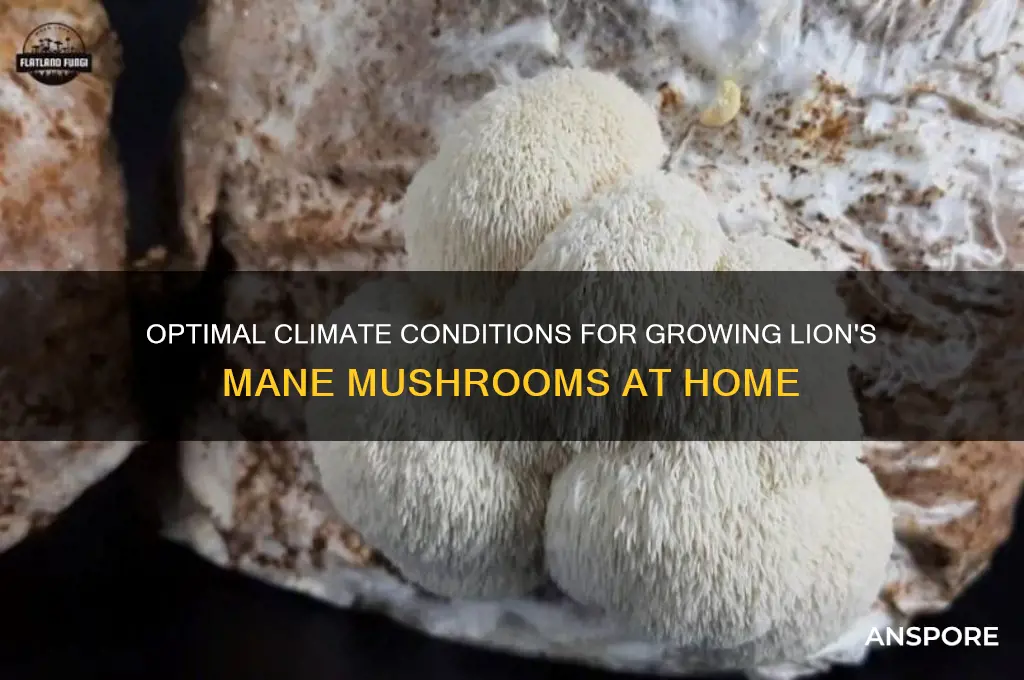 what climate do i grow lions mane mushrooms in