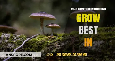 Optimal Climate Conditions for Mushroom Growth: A Comprehensive Guide
