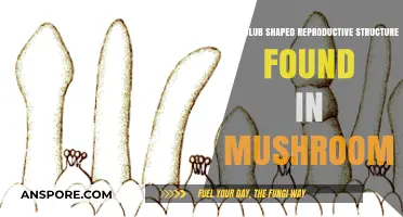 Mushroom Reproduction: Understanding the Unique Club-Shaped Basidium Structure