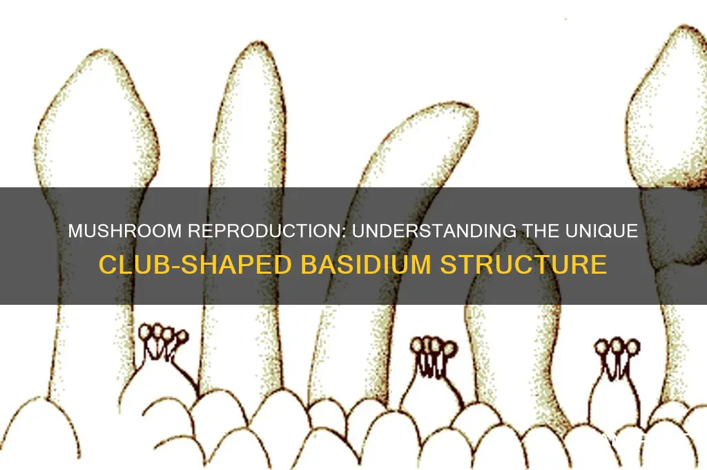 what club shaped reproductive structure found in mushrooms