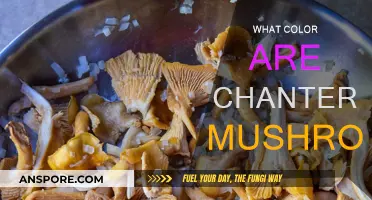The Golden Chanterelle Mushrooms: Nature's Delicacy