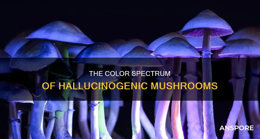 what color are hallucinogenic mushrooms