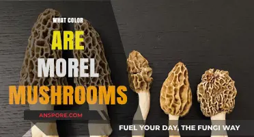 Unveiling the Unique Hues of Morel Mushrooms: A Color Guide
