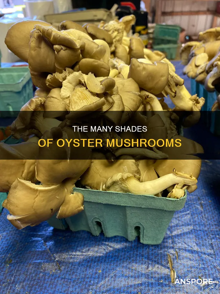what color are oyster mushrooms