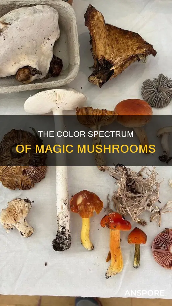 what color are psilocybin mushrooms