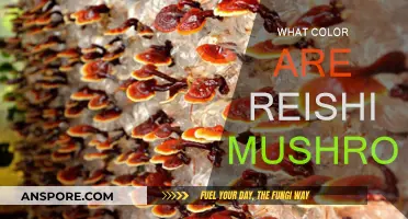 Reishi Mushrooms: A Rainbow of Health Benefits