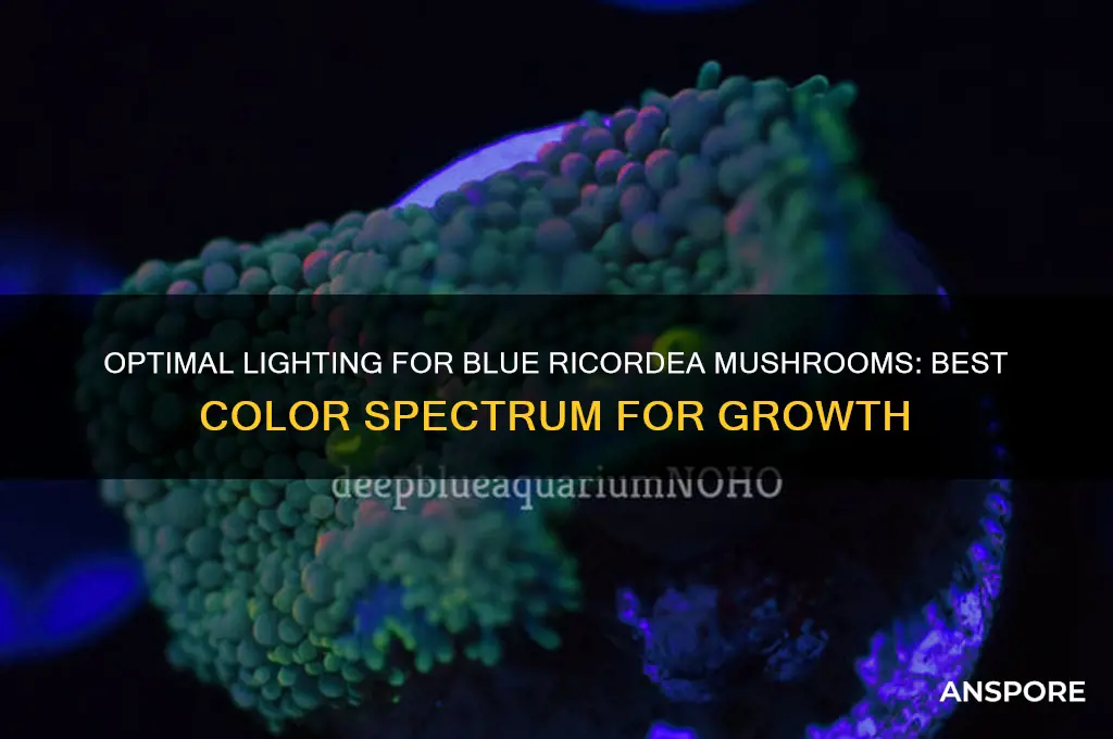 what color do blue ricordea mushrooms grow best under