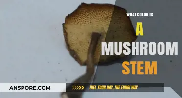 Exploring the Natural Hues of Mushroom Stems: A Color Guide