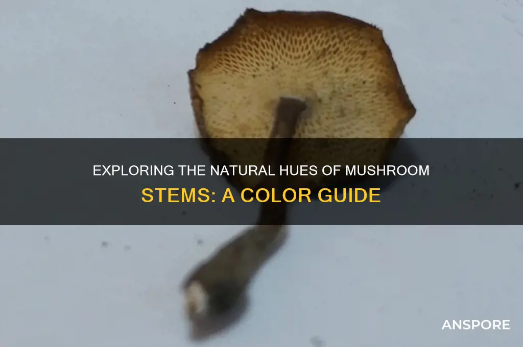what color is a mushroom stem