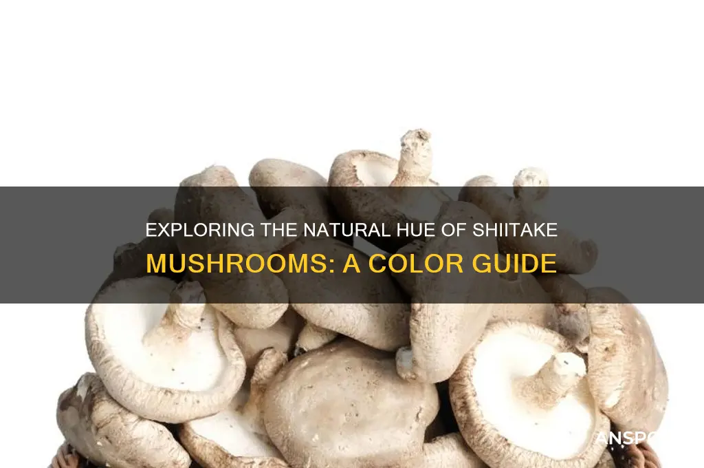what color is a shiitake mushroom