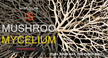 Mushroom Mycelium: A Complex Color Palette