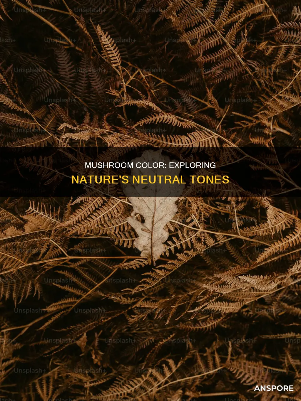 what color is mushroom