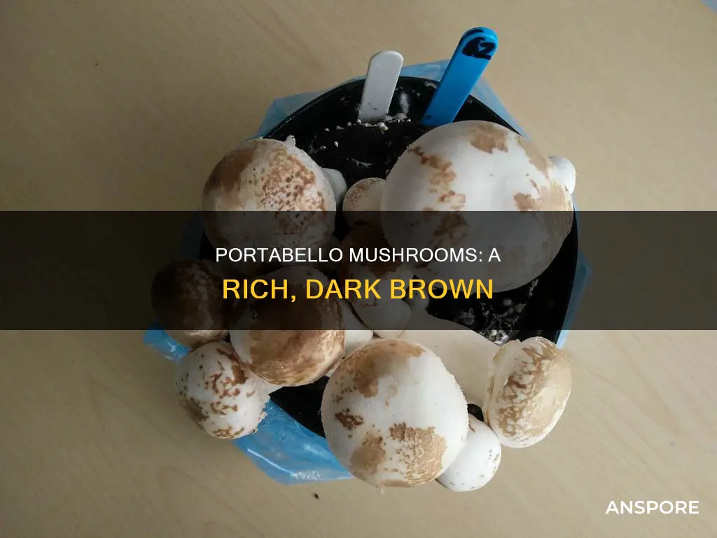 what color is portabello mushroom