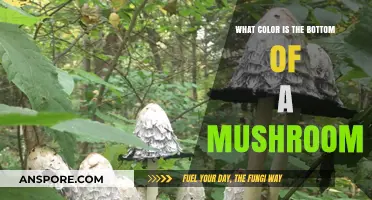 Unveiling the Hidden Hue: What Color is the Bottom of a Mushroom?