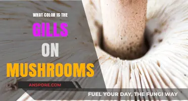 Exploring Mushroom Gills: Unveiling Their Natural Color Variations