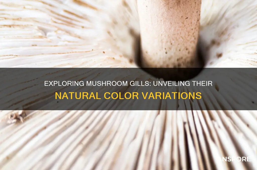 what color is the gills on mushrooms